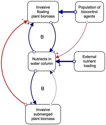 Modeling Top-Down and Bottom-Up Drivers of a Regime Shift in Invasive Aquatic Plant Stable States